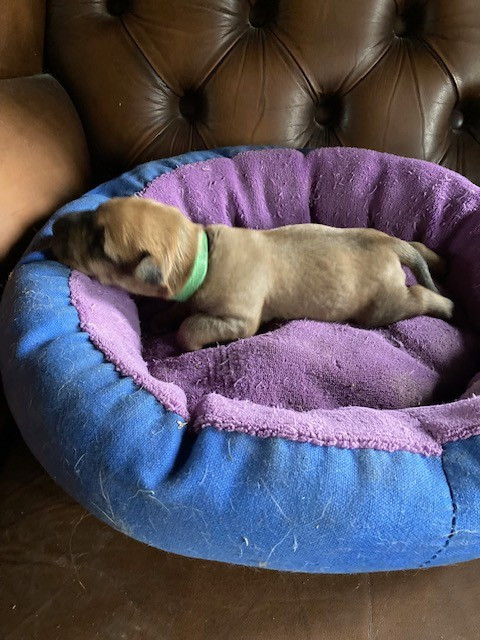 Caroline De Vulpian - Chiots disponibles - Irish Terrier