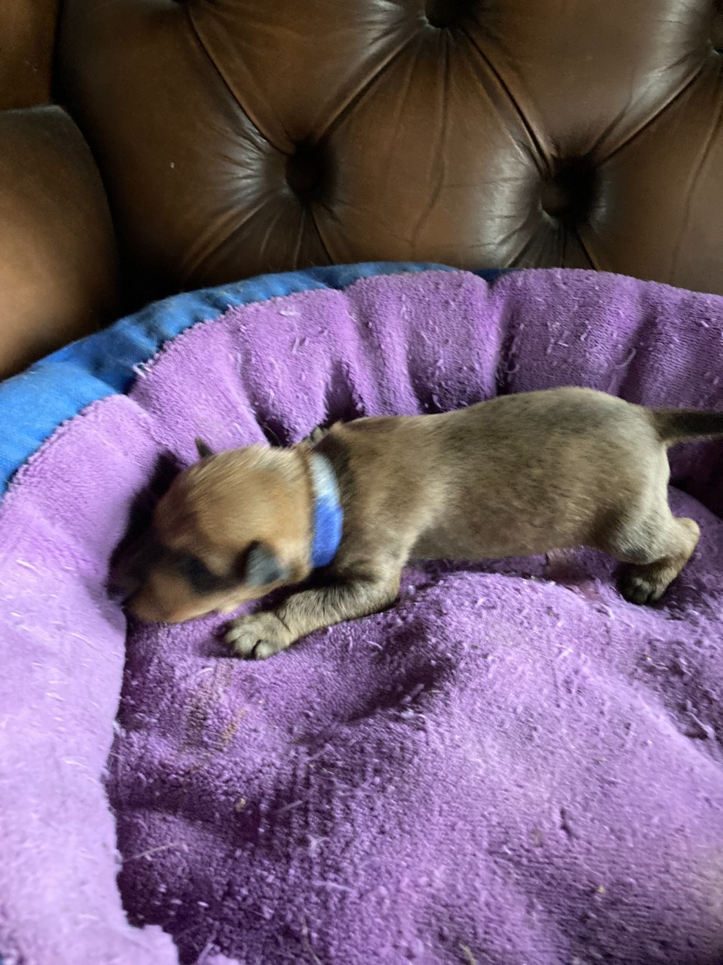 Caroline De Vulpian - Chiots disponibles - Irish Terrier