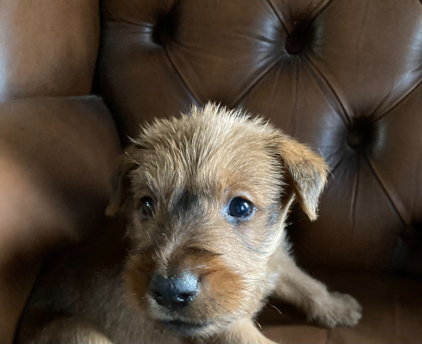 Caroline De Vulpian - Chiots disponibles - Irish Terrier
