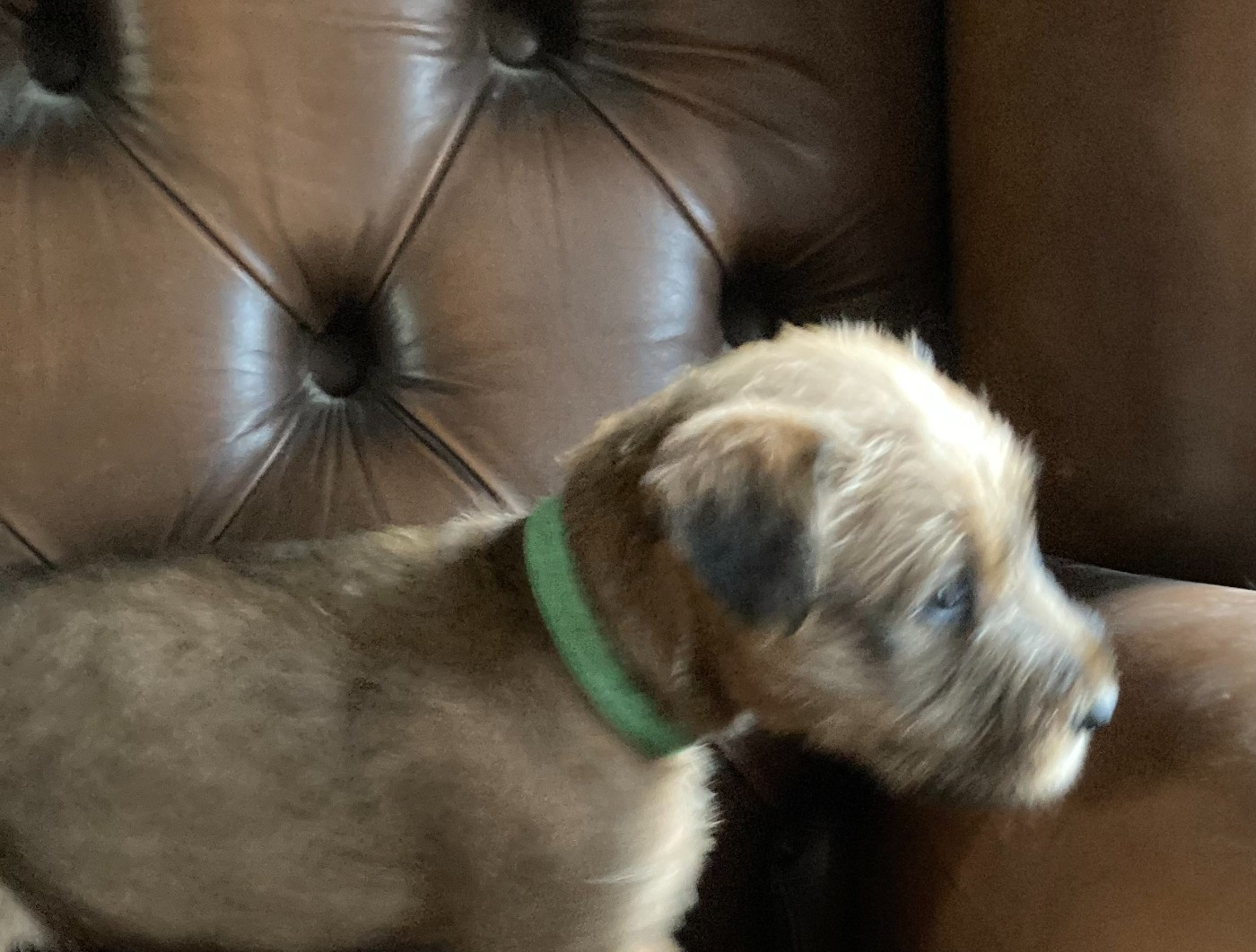 Caroline De Vulpian - Chiots disponibles - Irish Terrier