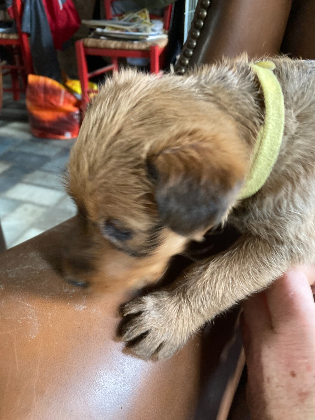 Caroline De Vulpian - Chiots disponibles - Irish Terrier