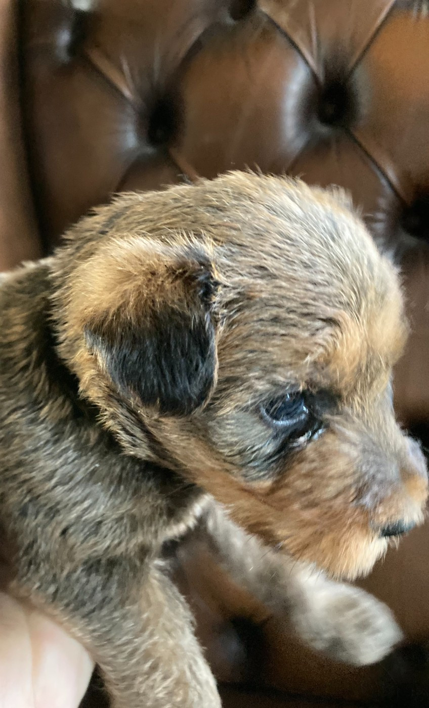 Caroline De Vulpian - Chiots disponibles - Irish Terrier