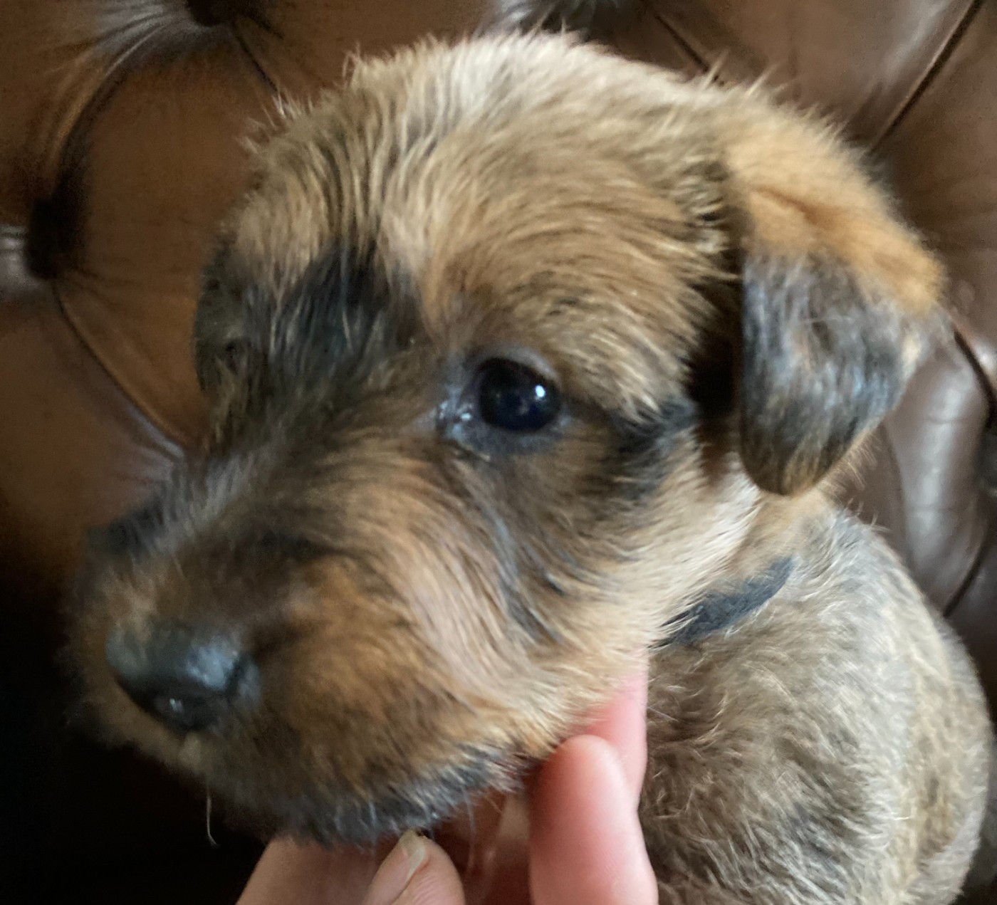 Caroline De Vulpian - Chiots disponibles - Irish Terrier
