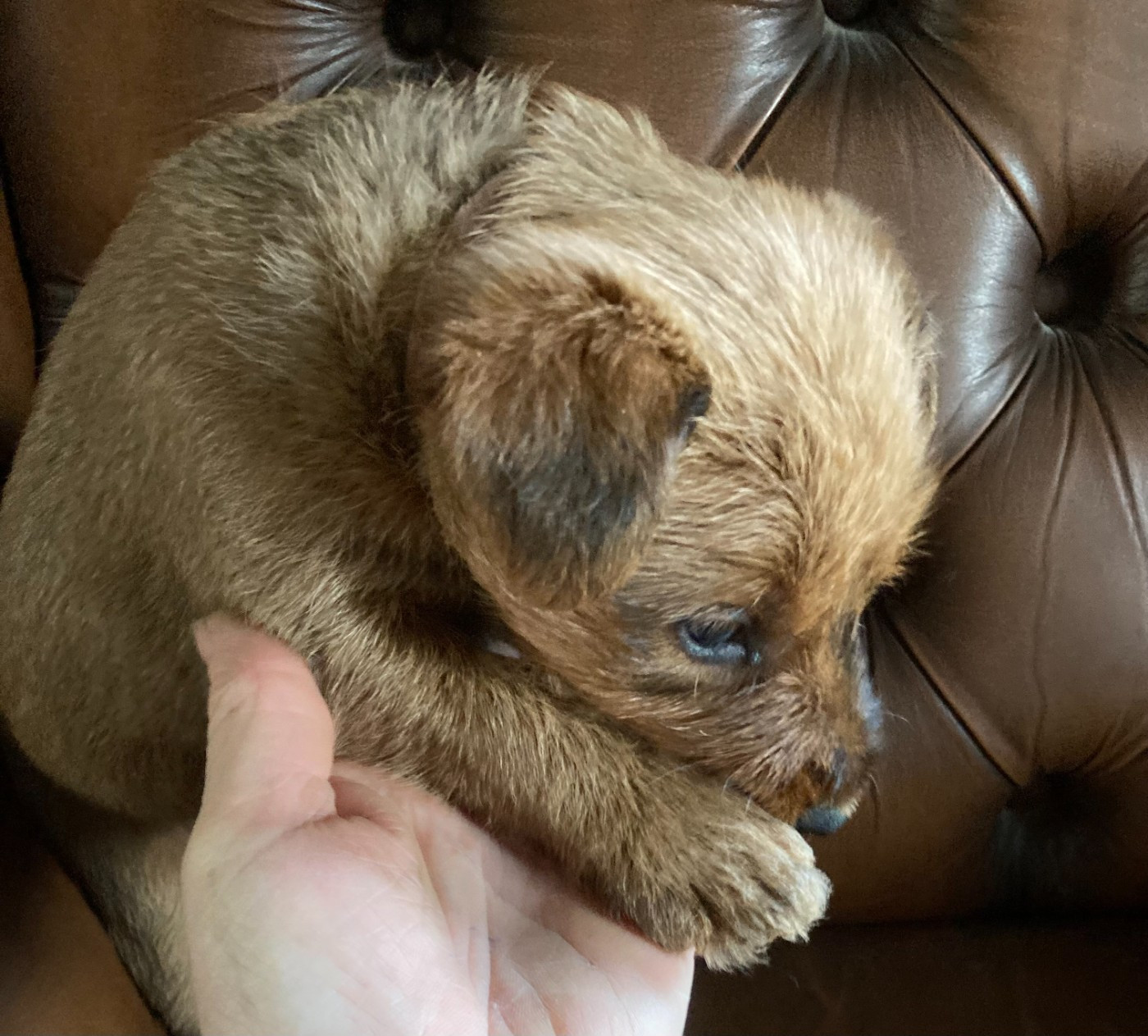 Caroline De Vulpian - Chiots disponibles - Irish Terrier