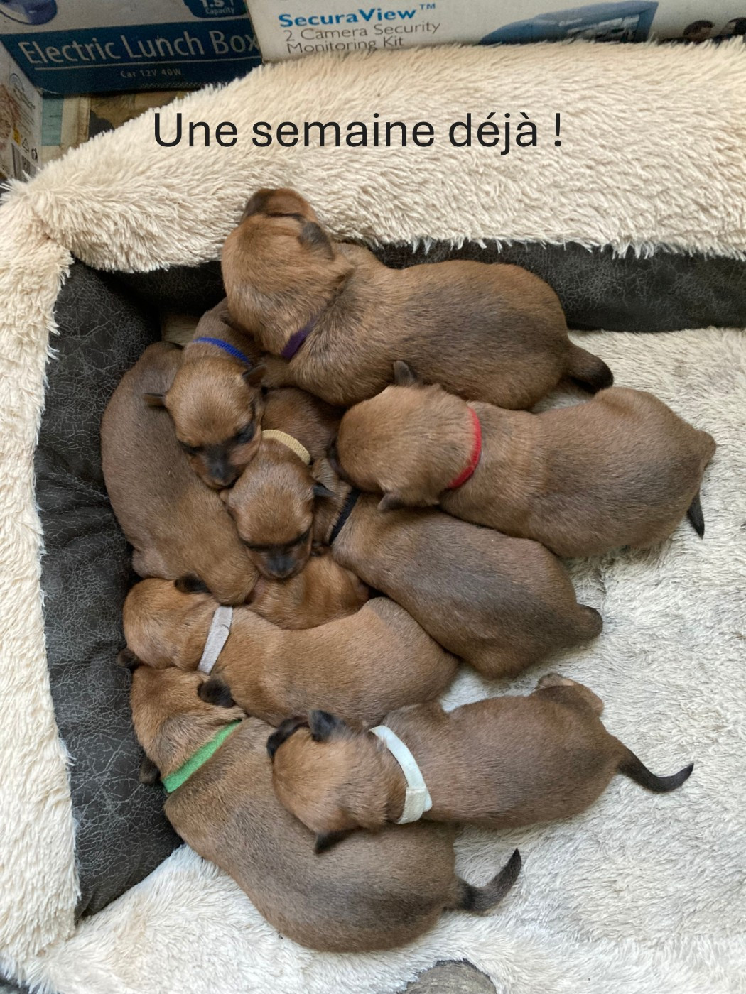 Caroline De Vulpian - Irish Terrier - Portée née le 10/02/2026