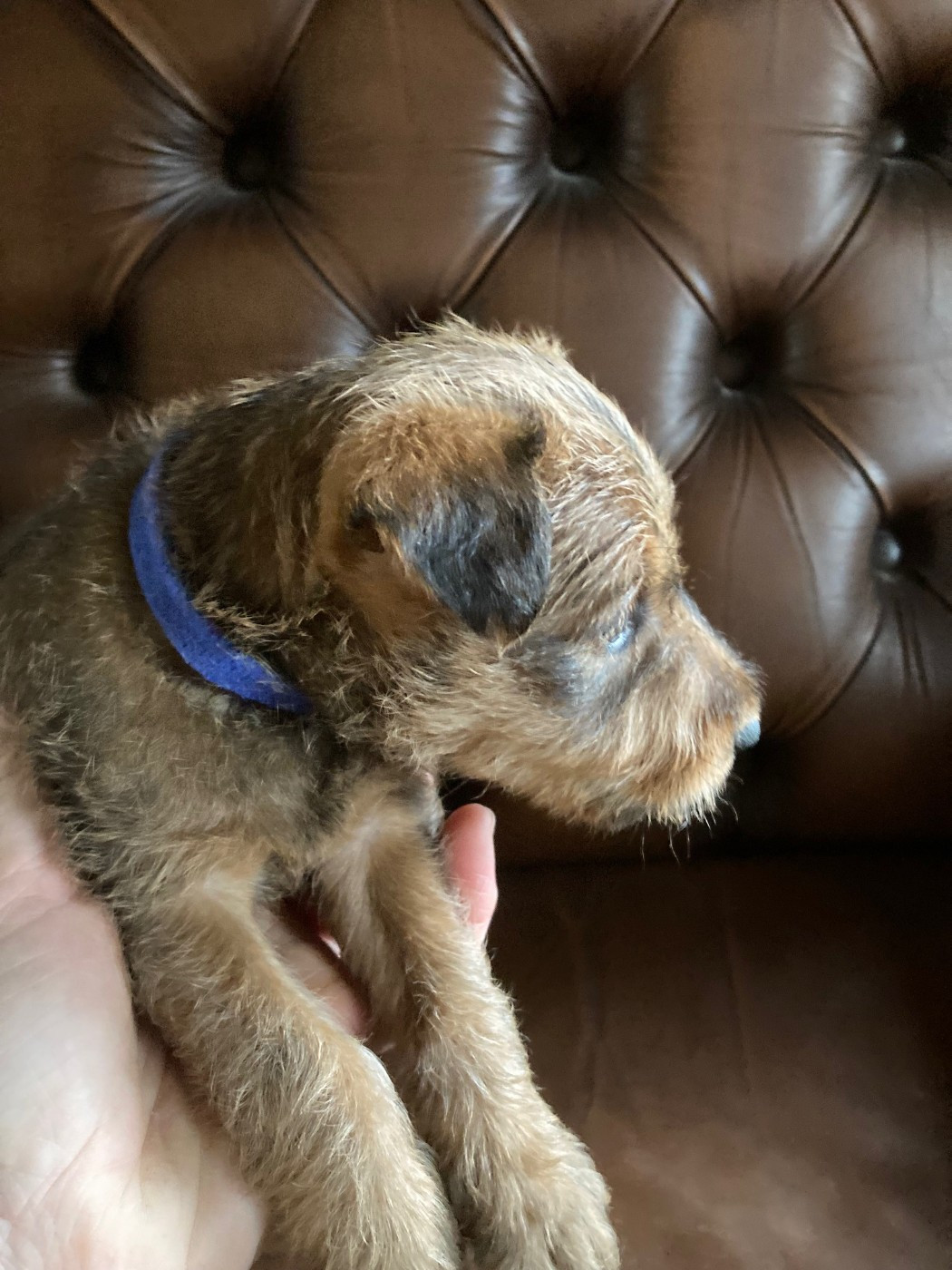 Caroline De Vulpian - Chiots disponibles - Irish Terrier